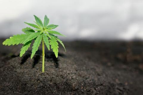 cannabis plant